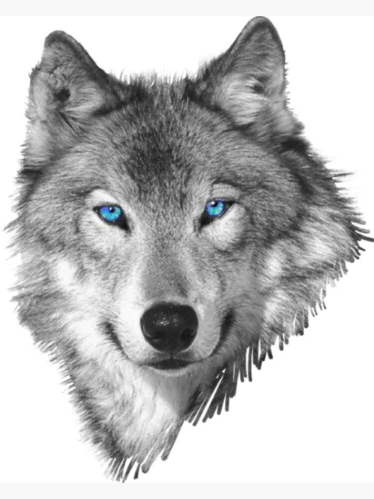"Silver wolf FOTO design " Poster for Sale by sreckovdesig Redbubble