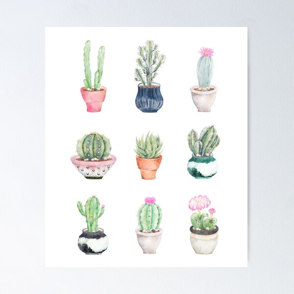 Succulents Poster