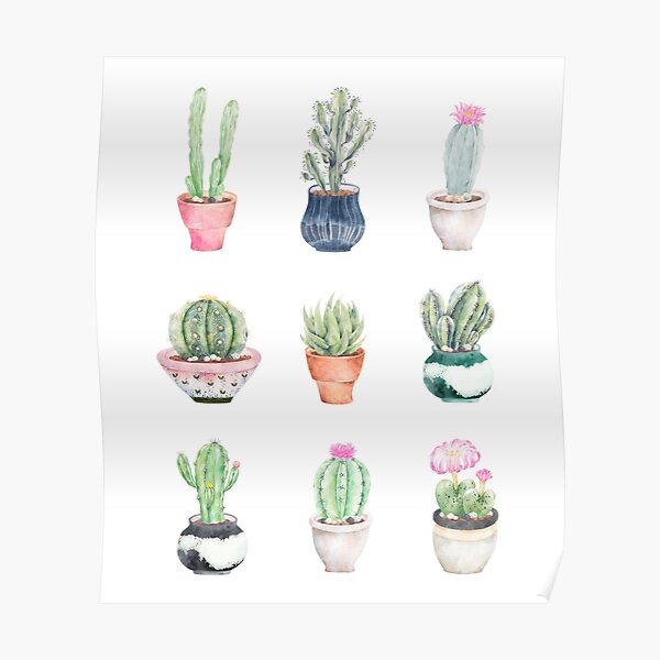 Succulents Poster