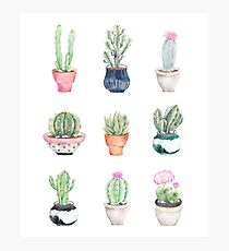 Succulents Photographic Print