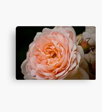 Peach Canvas Print
