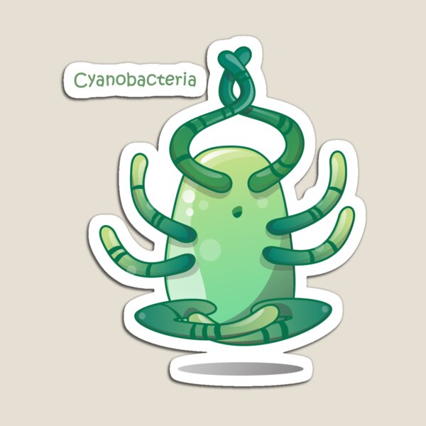 Cyanobakterien Magnet