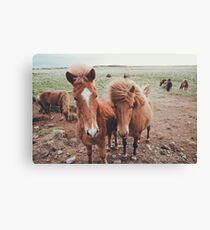 Island Ponys Leinwanddruck