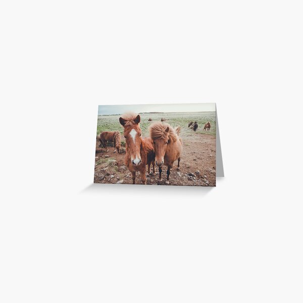 icelandic ponies Greeting Card