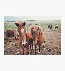 Island Ponys Fotodruck