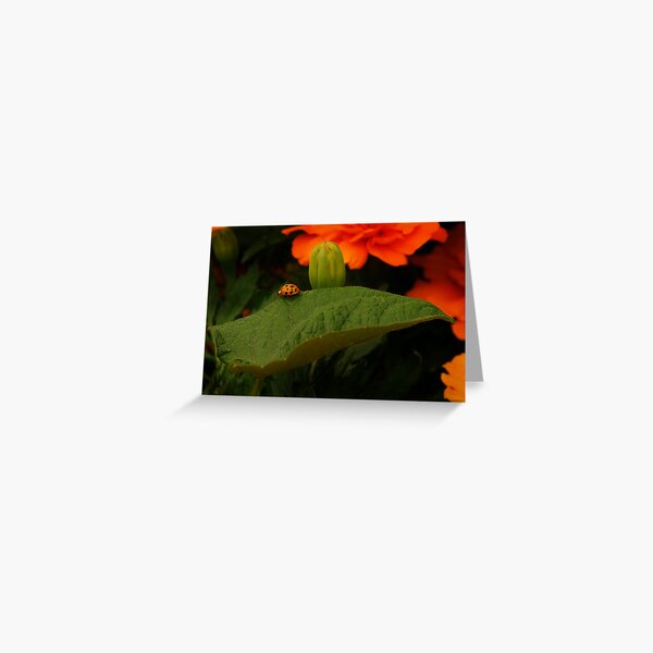 Rambl'n Ladybug Greeting Card