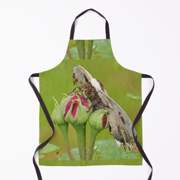 Item preview, r3544 / finition 2022 - 1 - Grand Papillon de Nuit - Okaio Créations Olavia-Olao designed and sold by o.okaïo.