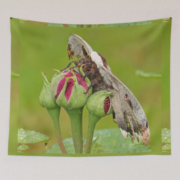 Item preview, r3544 / finition 2022 - 1 - Grand Papillon de Nuit - Okaio Créations  Olavia-Olao designed and sold by o.okaïo.
