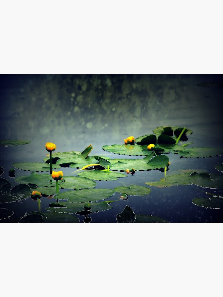 lily pads in the rain at Vernonia Lake by DlmtleArt