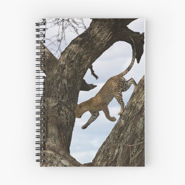 Item preview, African Leopard (Panthera pardus pardus) on a Tree designed and sold by Yair Karelic.