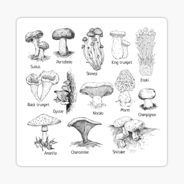 "Mushroom types" Sticker for Sale by alexleah Redbubble