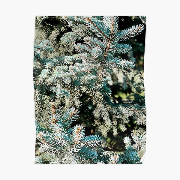 "Evergreen trees" Poster for Sale by KristinaP1 Redbubble