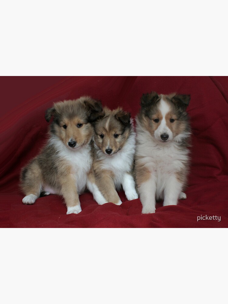 puppies-for-sale-photographic-print-for-sale-by-picketty-redbubble