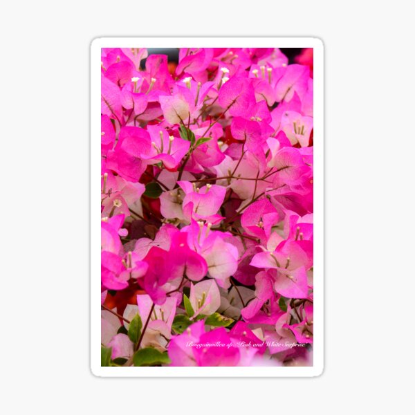 Item preview, Pink Bougainvillea designed and sold by plantlegend.