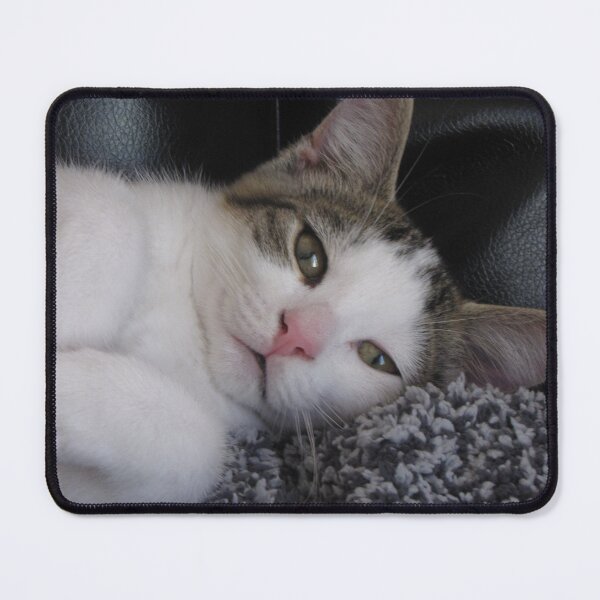 Item preview, Kitten Being Cute Cutest Cat Pics designed and sold by CutestCatPics.