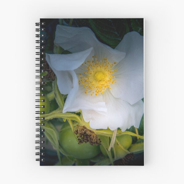Item preview, Normandy Coastline Rose Hips designed and sold by nbrandsberg.