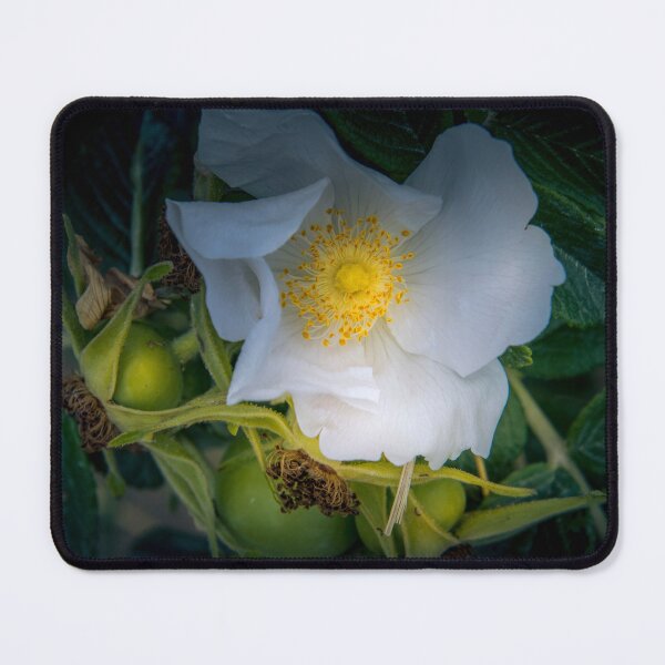 Item preview, Normandy Coastline Rose Hips designed and sold by nbrandsberg.
