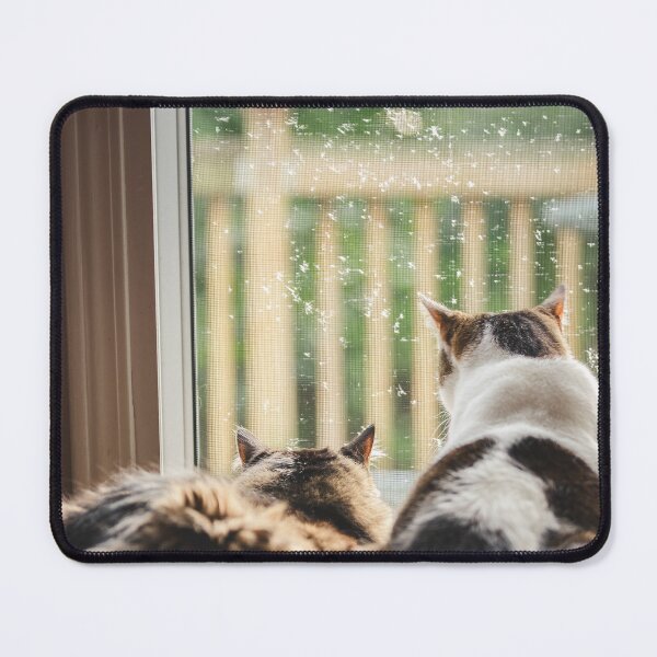 Item preview, Kittens Looking Out Door Raining Cutest Cat Pics designed and sold by CutestCatPics.