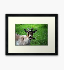 Ireland Goat Framed Print