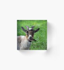 Ireland Goat Acrylic Block