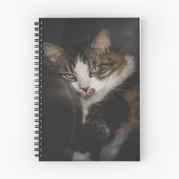 Item preview, Cat Sleeping Cutest Cat Pics designed and sold by CutestCatPics.