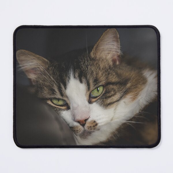 Item preview, Cat Sleeping Cutest Cat Pics designed and sold by CutestCatPics.