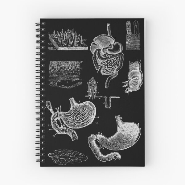 Item preview, Vintage human anatomy of Gastrointestinal tract designed and sold by Preslava Genova.