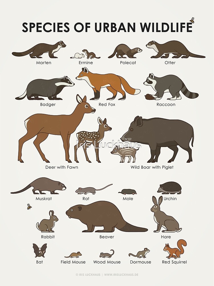 Póster «Tabla de identificación de identificación de vida silvestre