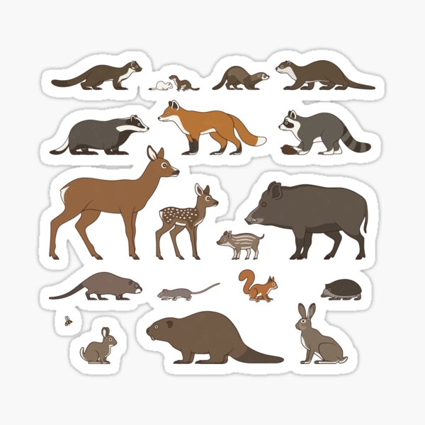 Urban Wildlife or City Animals Identification ID Chart (English) Sticker