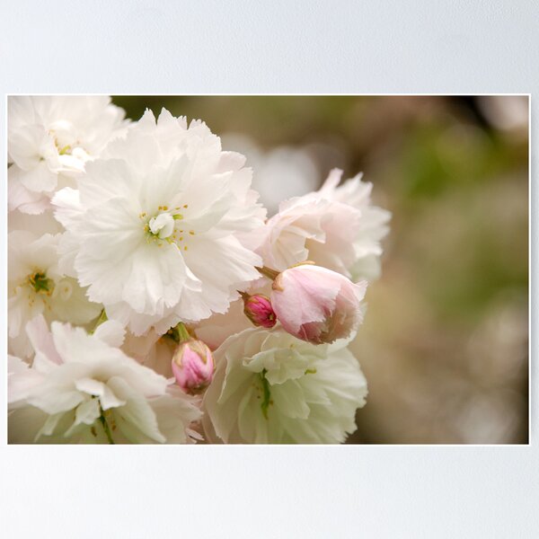 Item preview, Delicate Petals designed and sold by PPDesigns.