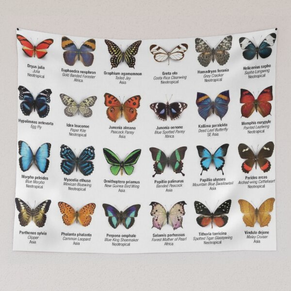 Item preview, Butterflies of North America designed and sold by karlaminev2.
