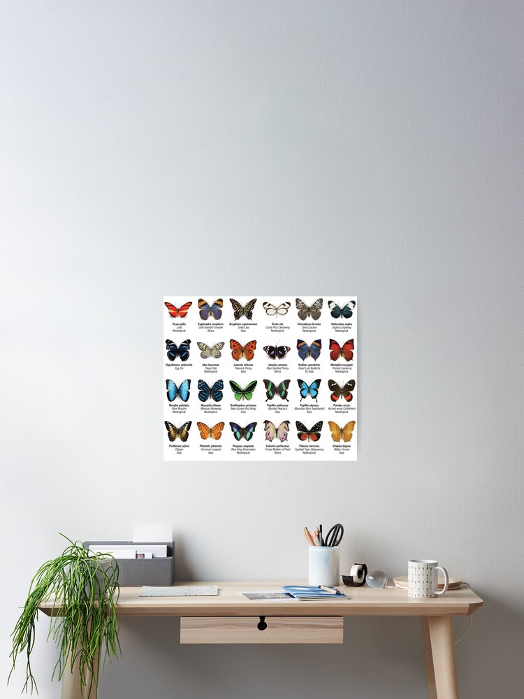 Butterflies of North America Poster