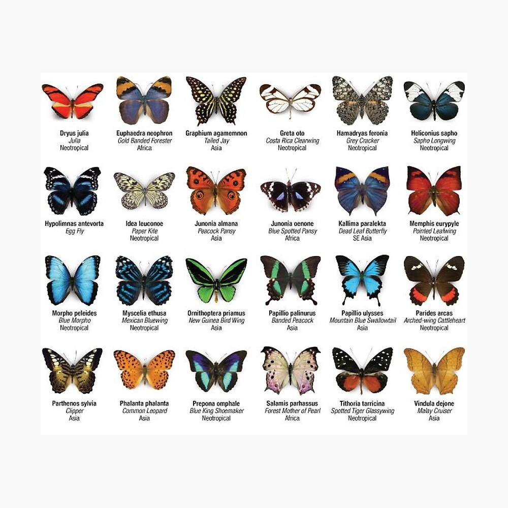 Butterflies of North America Poster