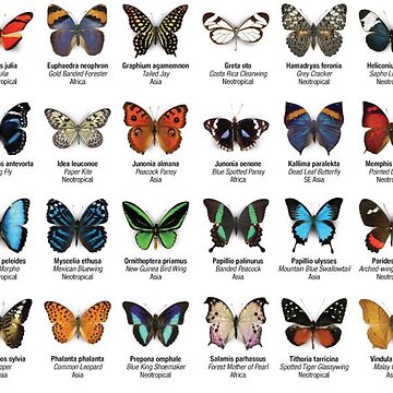 An animated chart of 42 North American butterflies