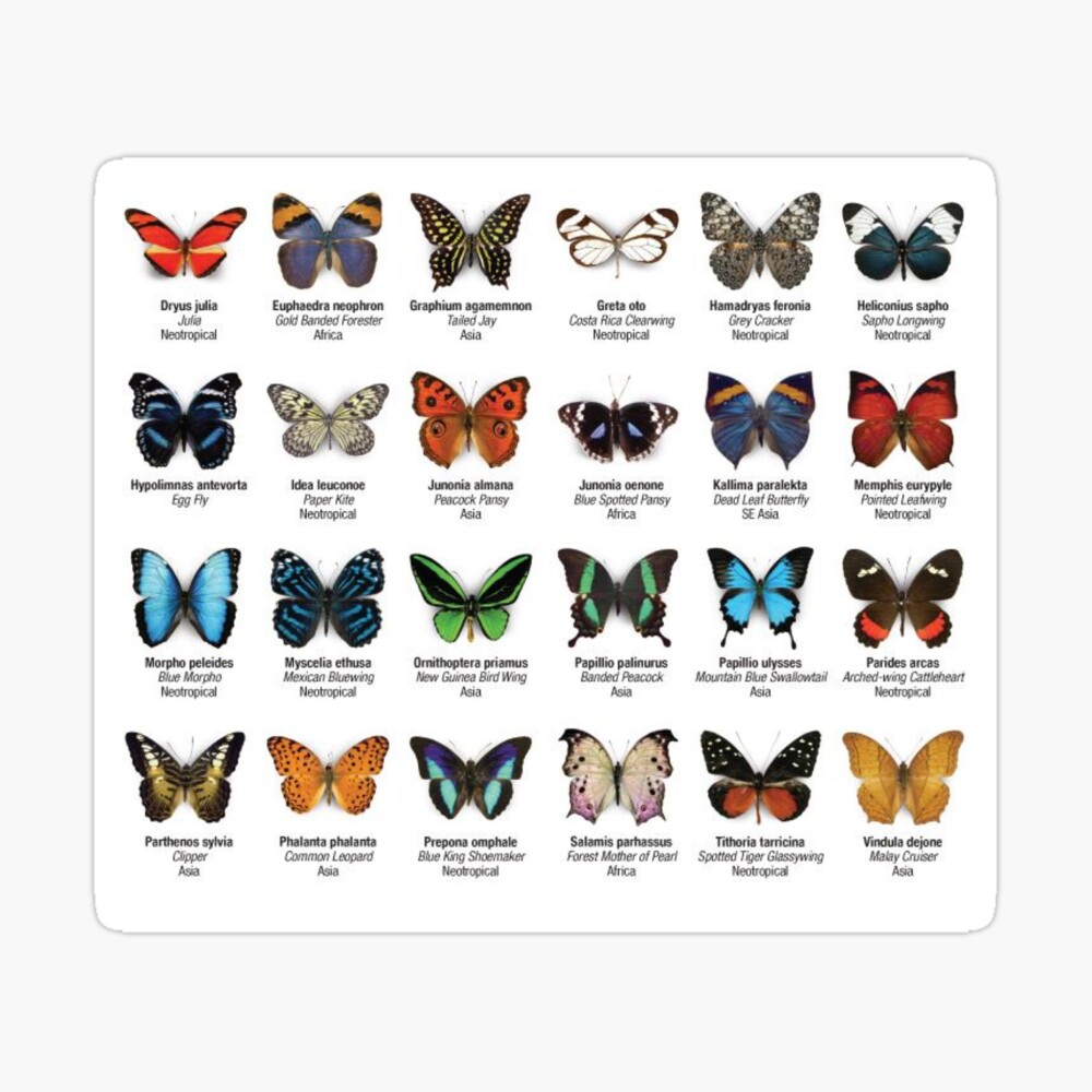 Butterflies of North America Poster