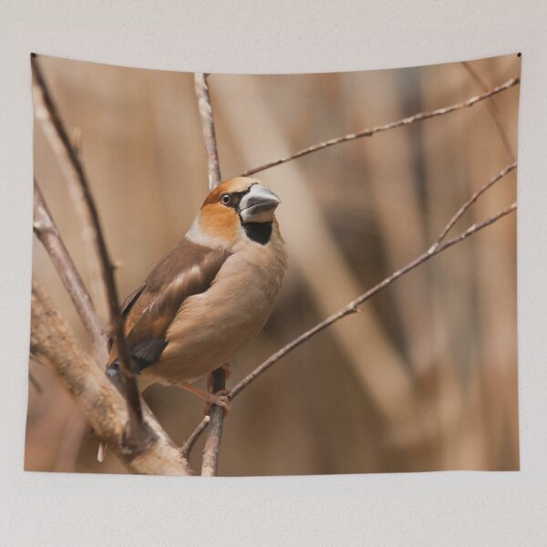 Item preview, Hawfinch designed and sold by Dominika Aniola.