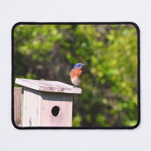 Item preview, Bluebird And His Home designed and sold by LisaWootenPhoto.