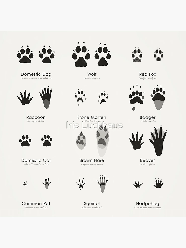 An Array of Animal Tracks: Actual Size! – Pop Chart