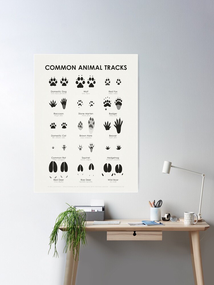 Common Animal Tracks Identification Chart (Hidden Tracks) | Greeting Card