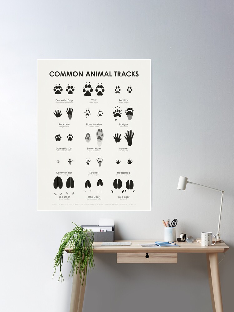 Common Animal Tracks Identification Chart (Hidden Tracks) | Poster