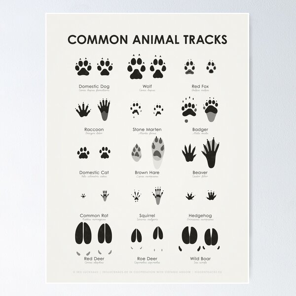 Animal Tracks Print Animal Tracks of the Woodland Printable Animal Tracks  Poster Download Forest Animal Tracks Sign Tracks Chart -  Norway