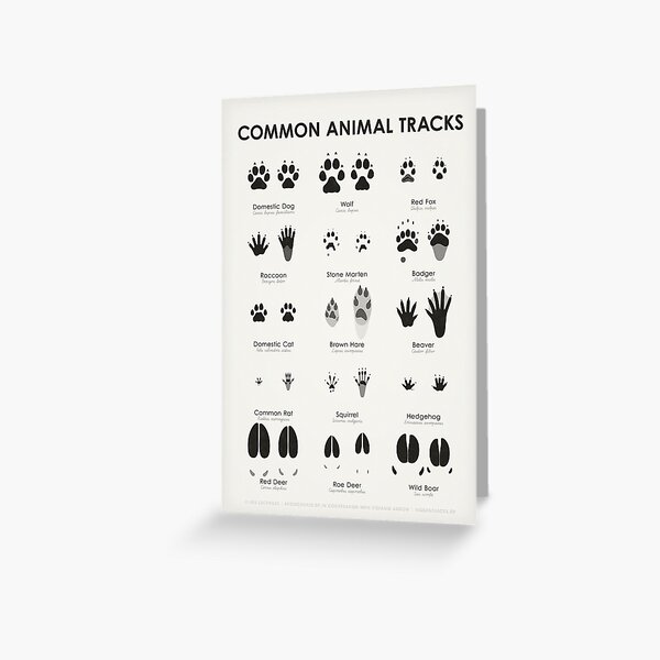 Common Animal Tracks Identification Chart (Hidden Tracks) Greeting Card  by Iris Luckhaus