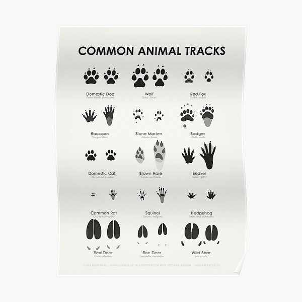 Common Animal Tracks Identification Chart (Hidden Tracks)