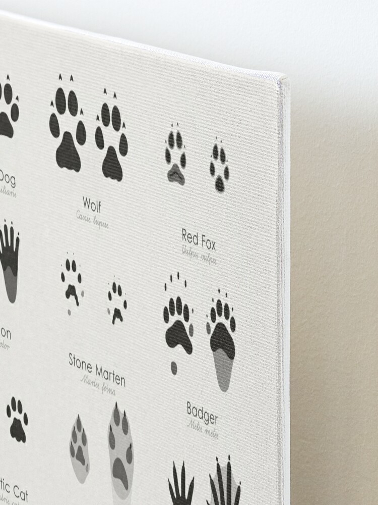 "Common Animal Tracks Identification Chart (Hidden Tracks)" Mounted