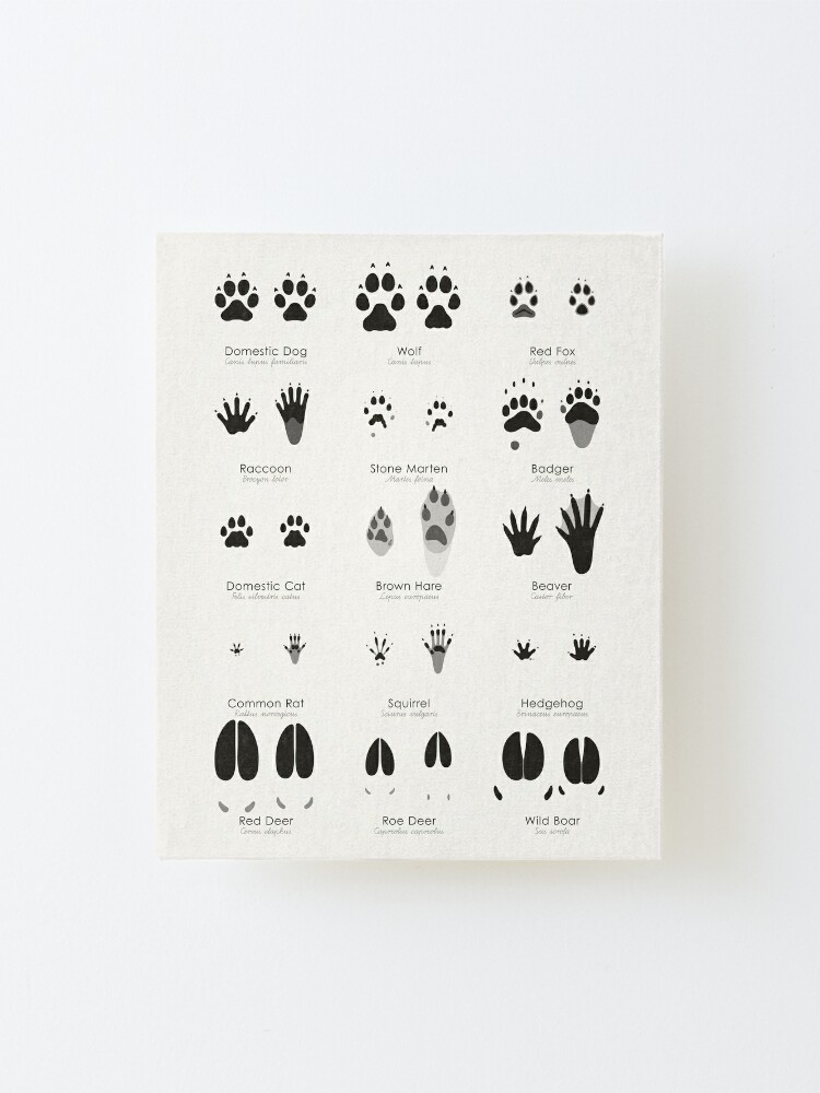 "Common Animal Tracks Identification Chart (Hidden Tracks)" Mounted