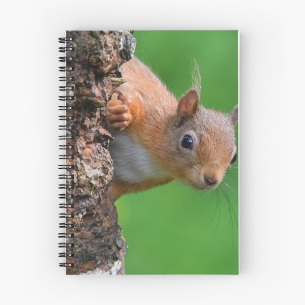 Item preview, Red Squirrel designed and sold by Rob Parsons (Just a Walker with a Camera).