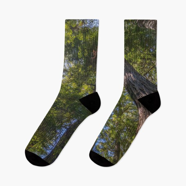 Item preview, Giant Sequoia Redwood Trees with Sun Peeking Through designed and sold by SafariByMarisa.