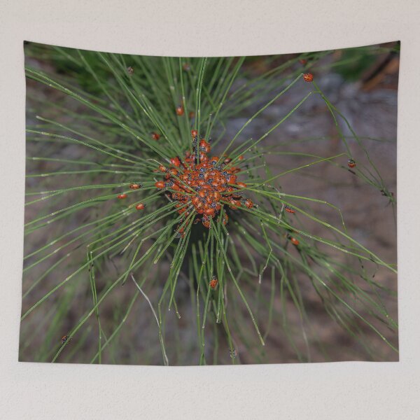 Item preview, Ladybug Palooza Swarm in the Forest, California designed and sold by SafariByMarisa.