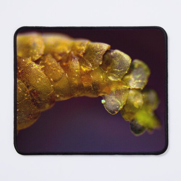 Item preview, Moss 5 designed and sold by Microscope-Art.