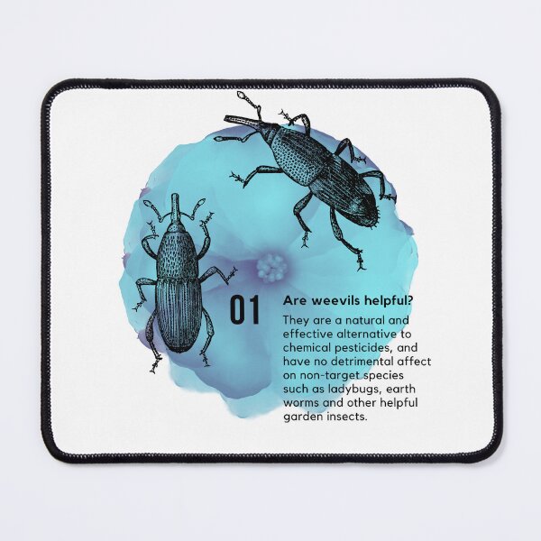 Item preview, Weevils on Blue Morning Flower | Entomology designed and sold by SodaPUNCH.